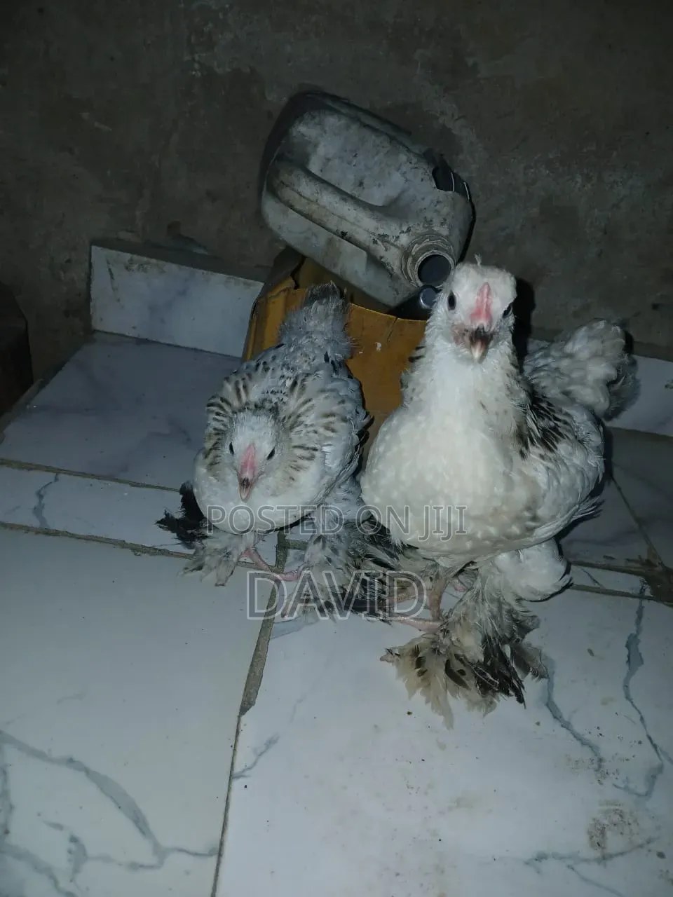Weeks Old Brahma Chicks