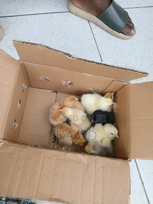 Weeks Old Brahma Chicks