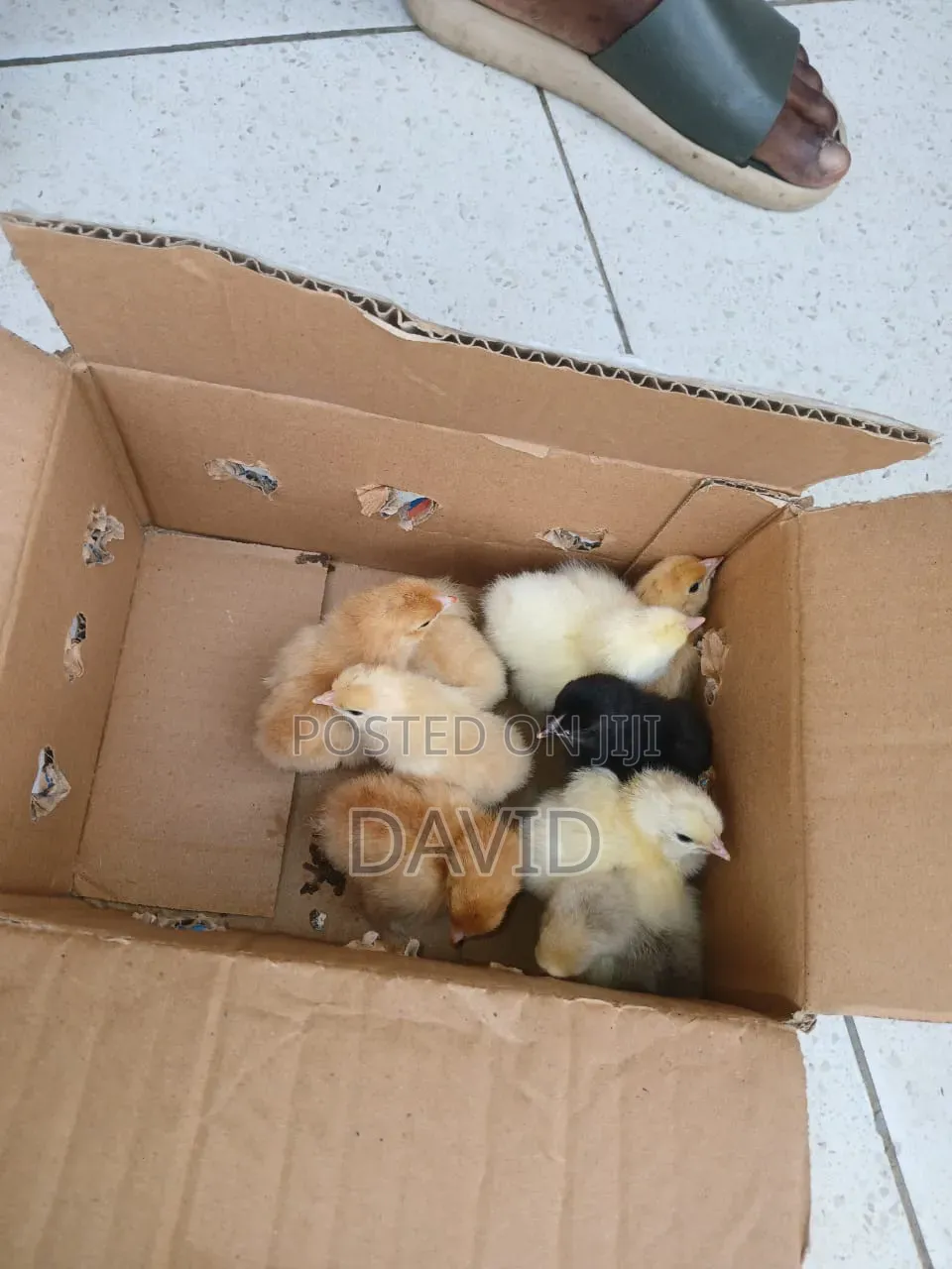 Weeks Old Brahma Chicks