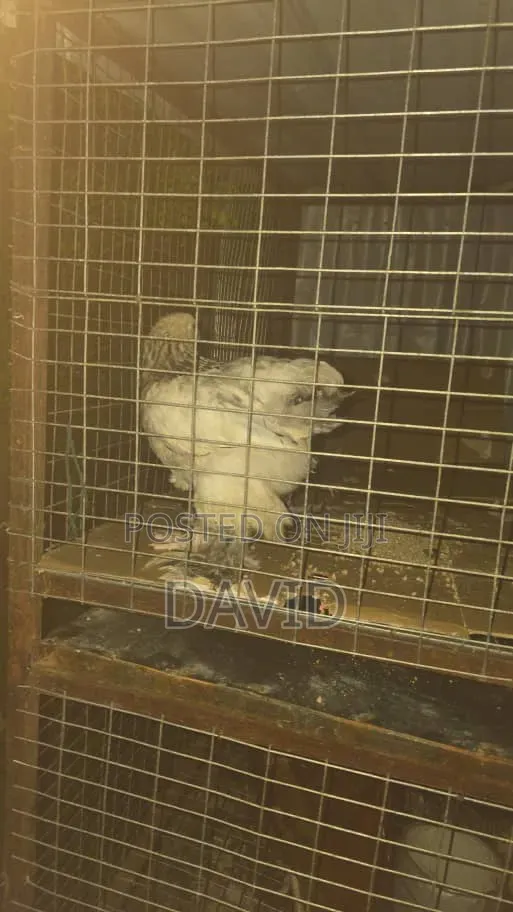 Weeks Old Brahma Chicks
