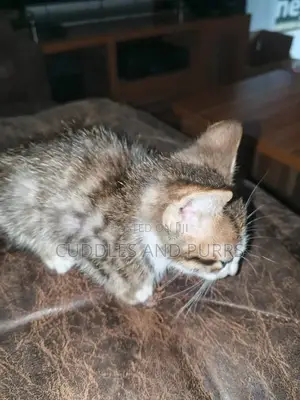 1-3 months Male Purebred Cat