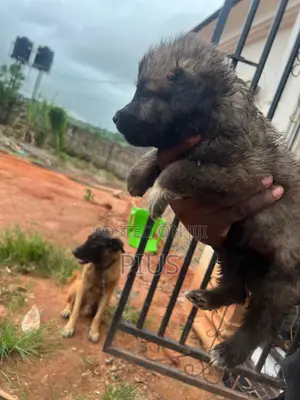 1-3 months Female Mixed Breed Caucasian Shepherd
