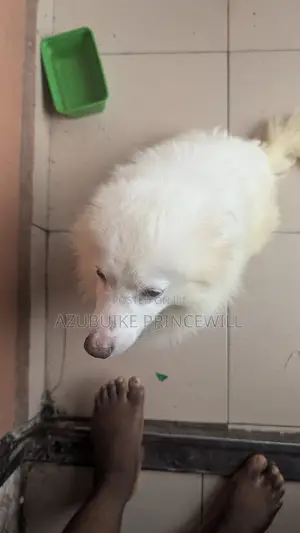 1+ year Male Purebred American Eskimo