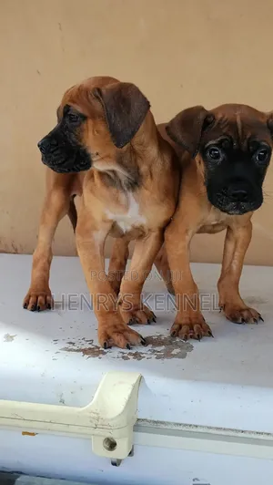 1-3 months Female Purebred Boerboel