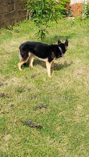 1+ year Female Purebred German Shepherd