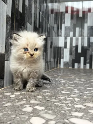 1-3 months Male Purebred Persian