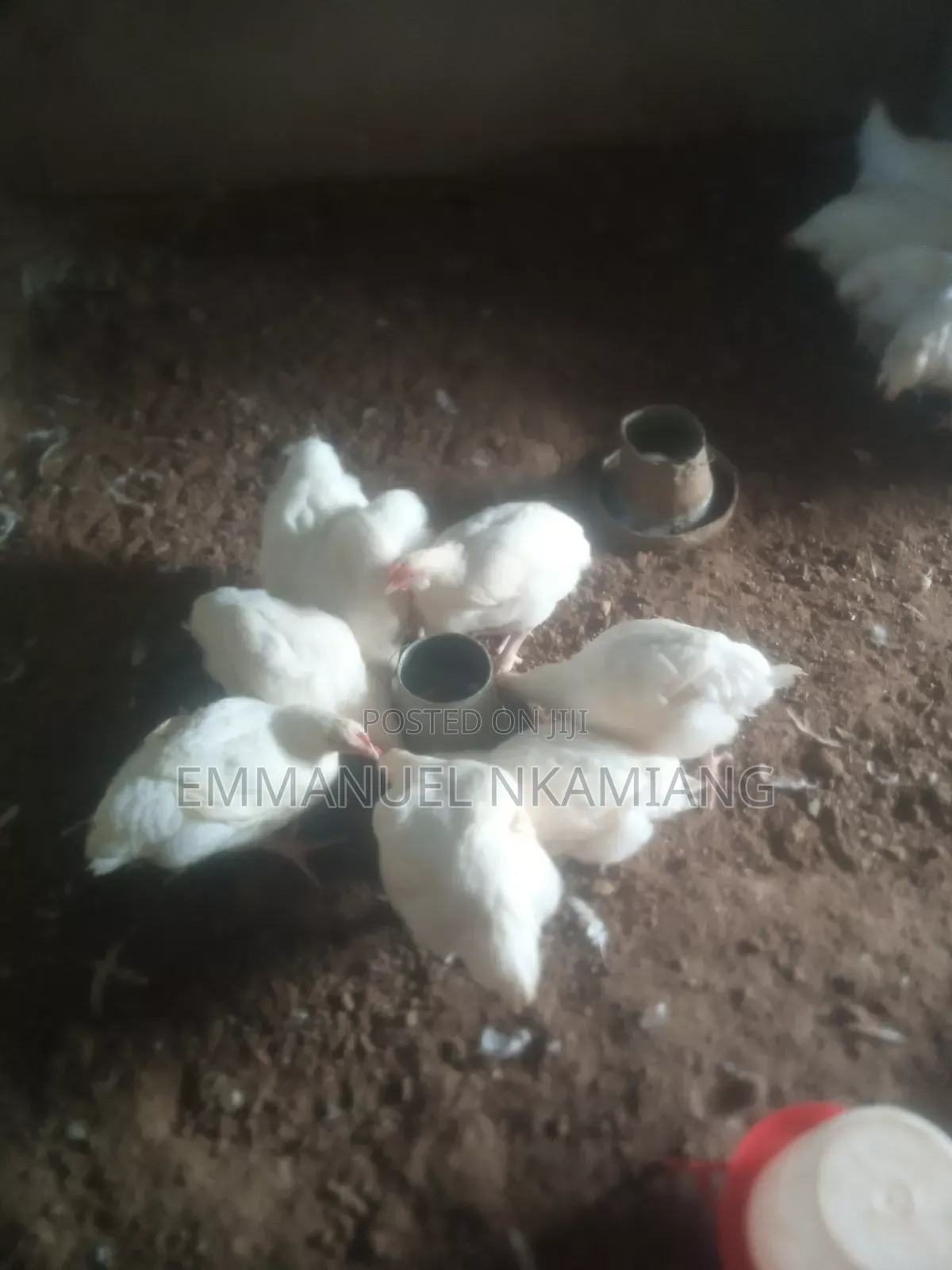 Broiler Chicken for Sale