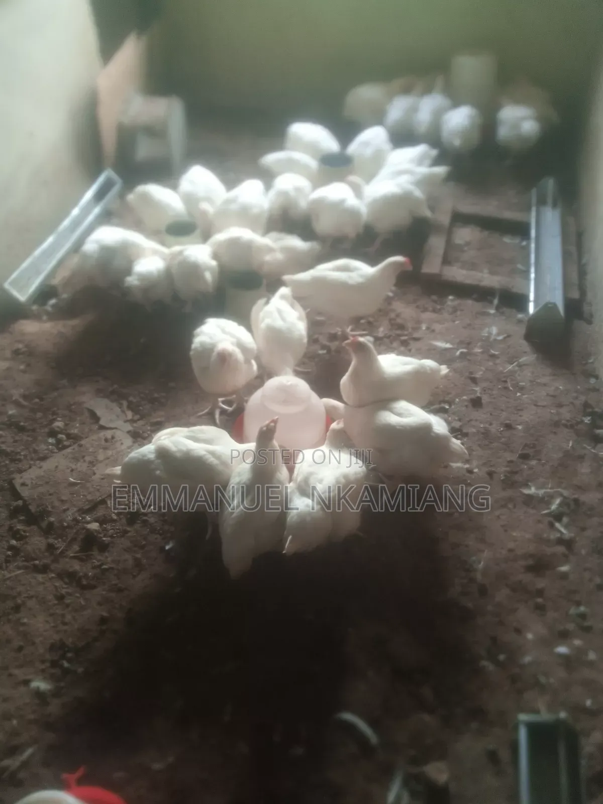 Broiler Chicken for Sale