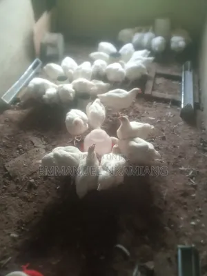 Broiler Chicken for Sale