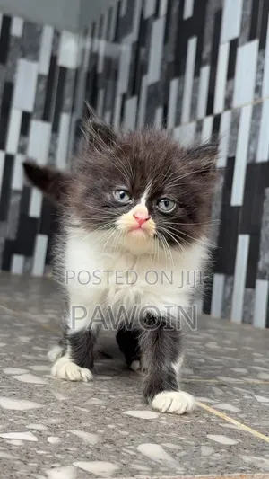 1-3 months Male Purebred Persian