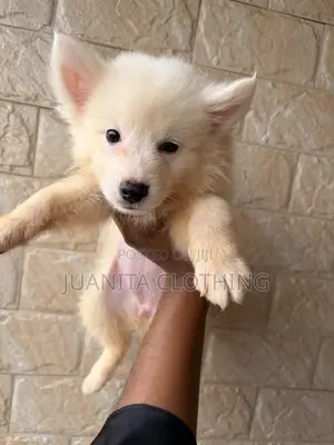 0-1 month Female Purebred American Eskimo