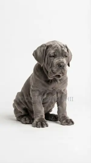 1-3 months Female Purebred Neapolitan Mastiff