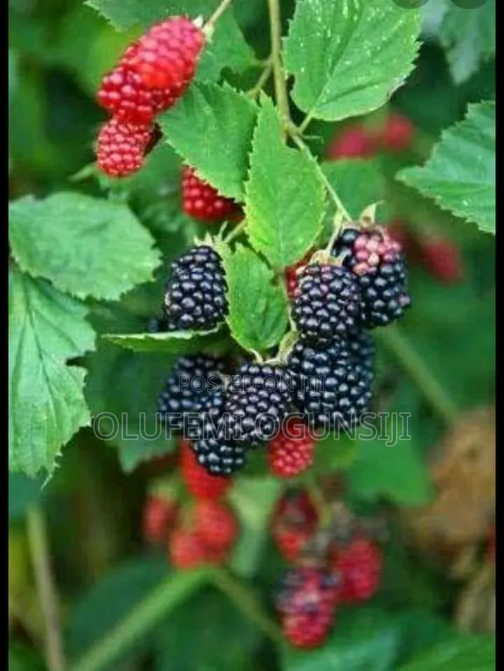 Get Your Sure Dwarf Fruits.