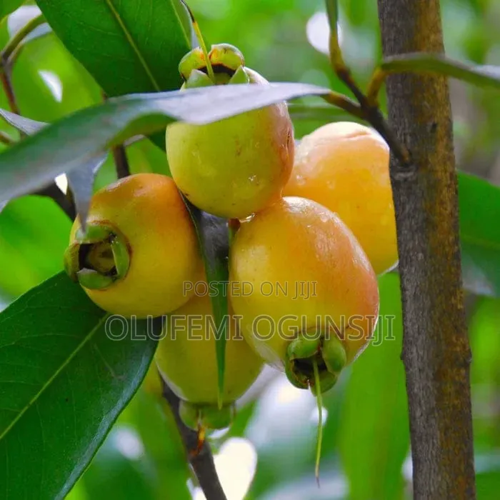 Get Your Sure Dwarf Fruits.