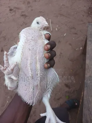 3weeks Old Broiler Chicken