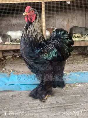 Pure Brahma