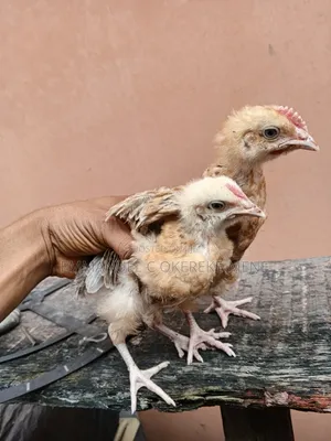 6 to 12 Weeks Noiler Chicks