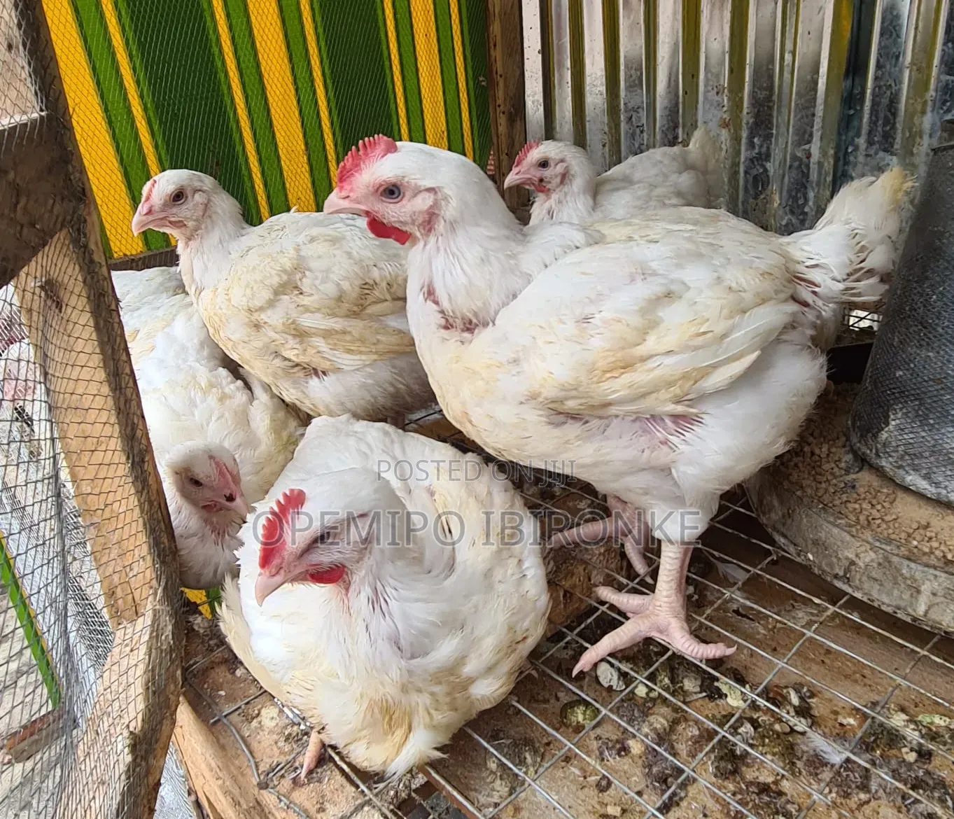 Broiler Chicken