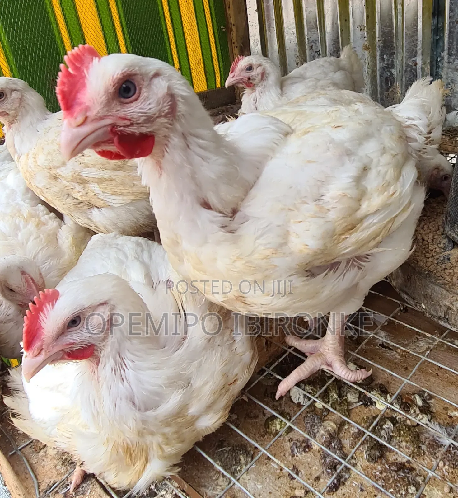 Broiler Chicken