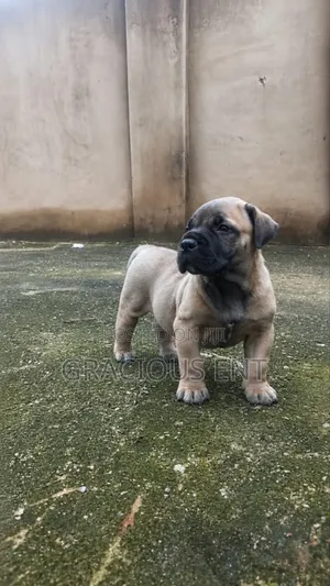 1-3 months Male Purebred Boerboel