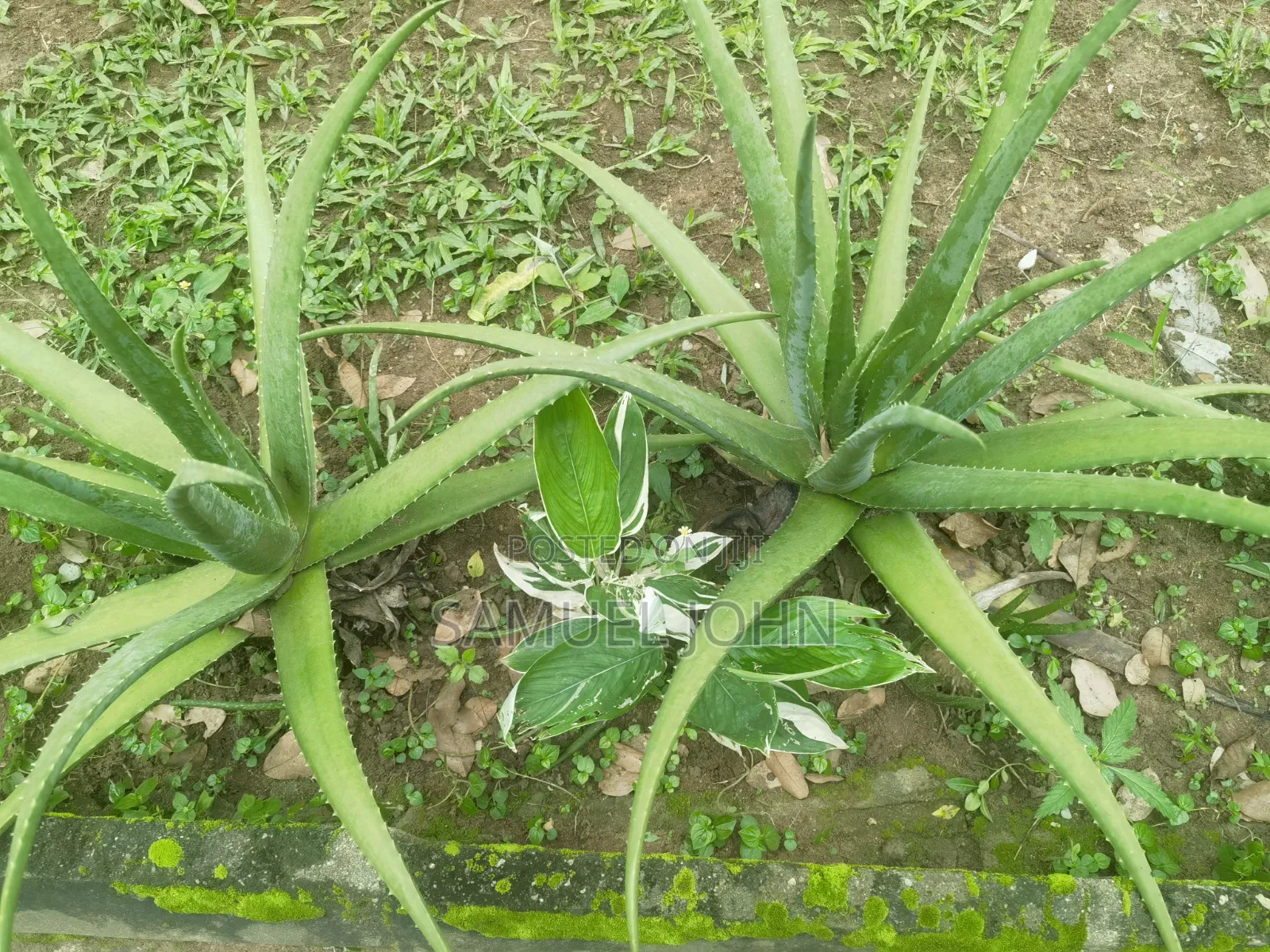 Aloe Vera Plant