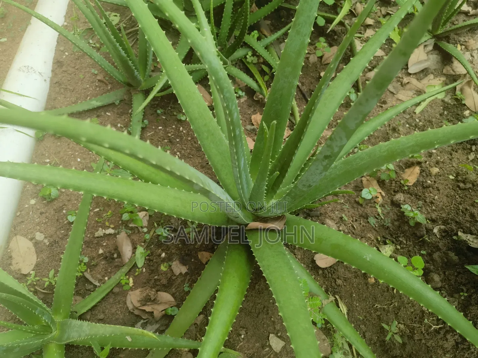 Aloe Vera Plant
