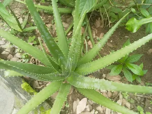 Aloe Vera Plant