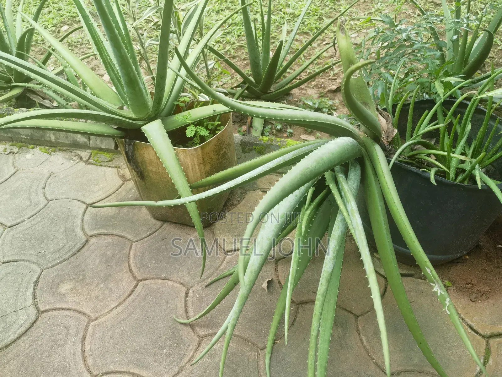 Aloe Vera Plant
