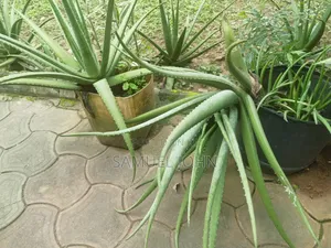 Aloe Vera Plant