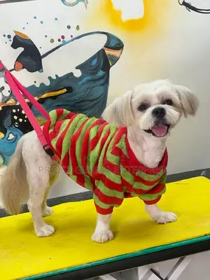1+ year Male Purebred Lhasa Apso
