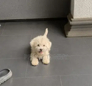 1-3 months Female Purebred Lhasa Apso