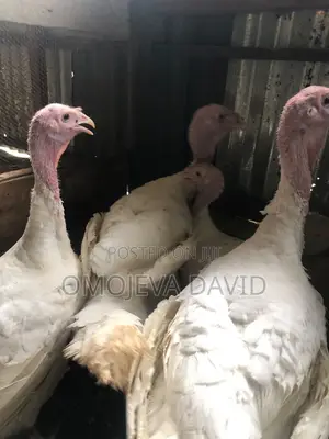 Foreign Turkey