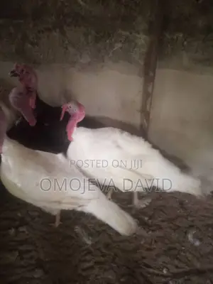 Foreign Turkey