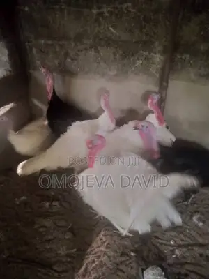 Foreign Turkey