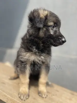 1-3 months Female Purebred German Shepherd