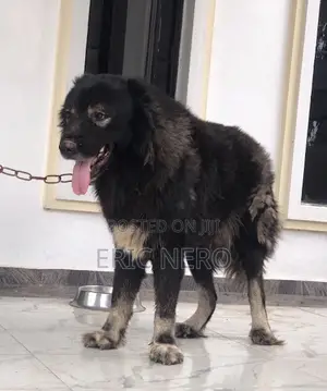 1+ year Male Purebred Caucasian Shepherd
