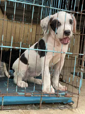 1-3 months Male Purebred American Bully
