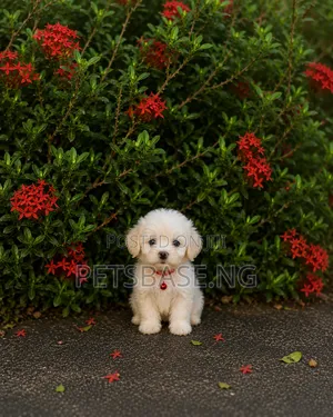 1-3 months Female Purebred Lhasa Apso