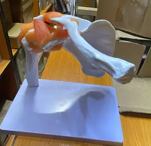 Life-Size Human Shoulder Joint Anatomical Model With Ligaments