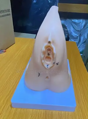 Realistic Female Urinary Catheter Model
