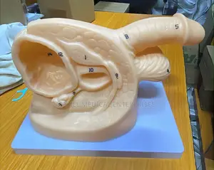 Male Catheter Training Model