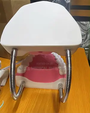 Standard Dental Jaw/Teeth Teaching Model