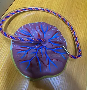 Human Placenta and Umbilical Cord Anatomical Model (Life-Size)