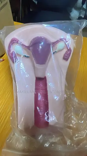 Female Intrauterine Device (IUD) Anatomical Training Model