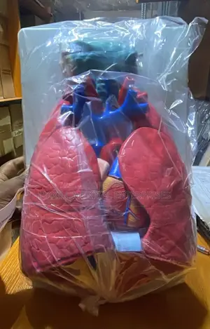 Life-Size 3-in-1 Human Larynx, Heart, and Lungs Anatomical Model