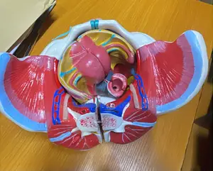 Life-Size Female Pelvis and Pelvic Floor Anatomy