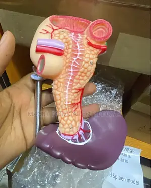 Human Pancreas, Spleen, and Duodenum Anatomical Model