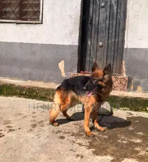 1+ year Female Purebred German Shepherd