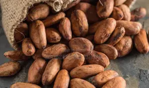 Premium Dried Cocoa Beans Available