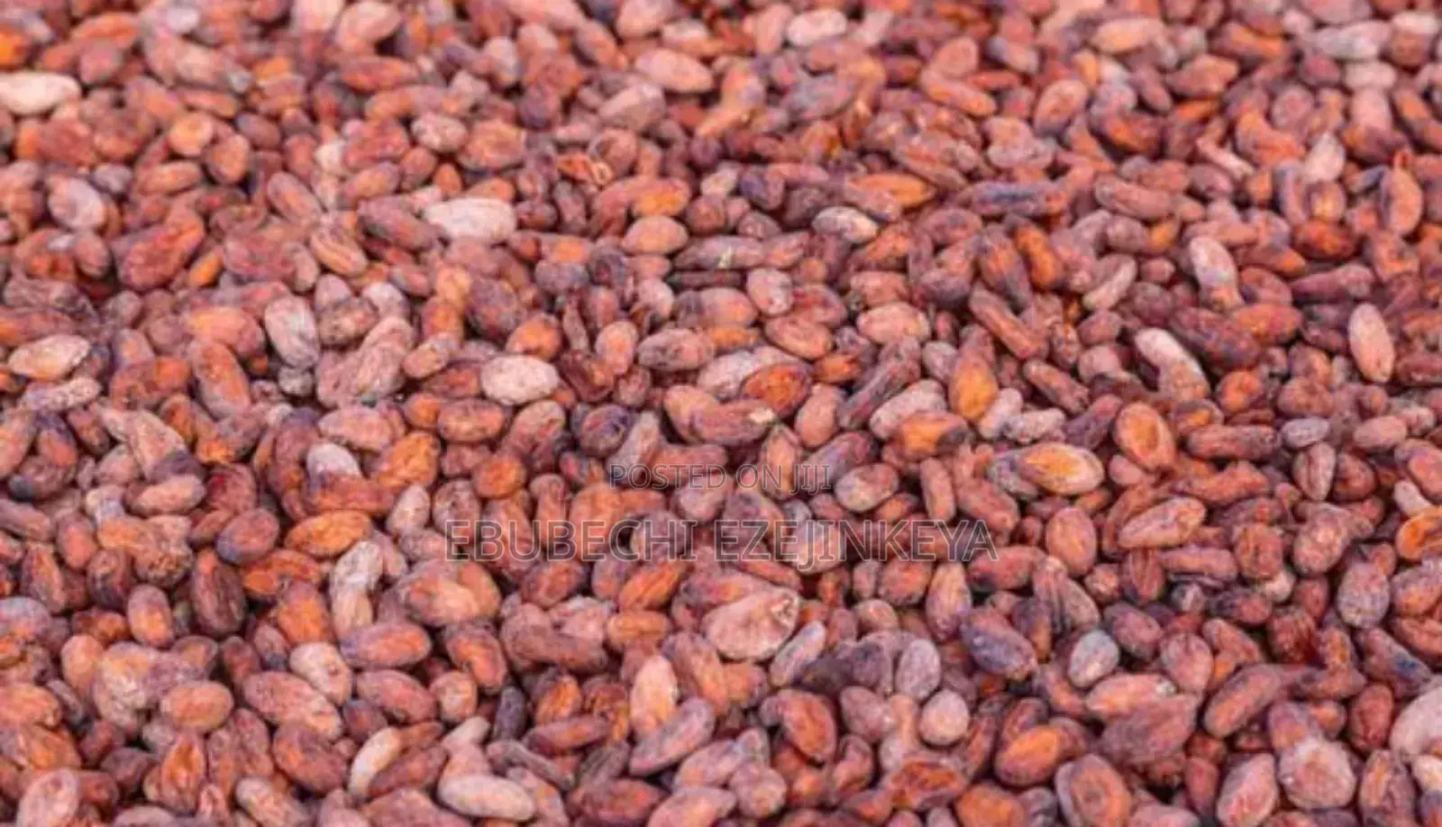 Premium Dried Cocoa Beans Available